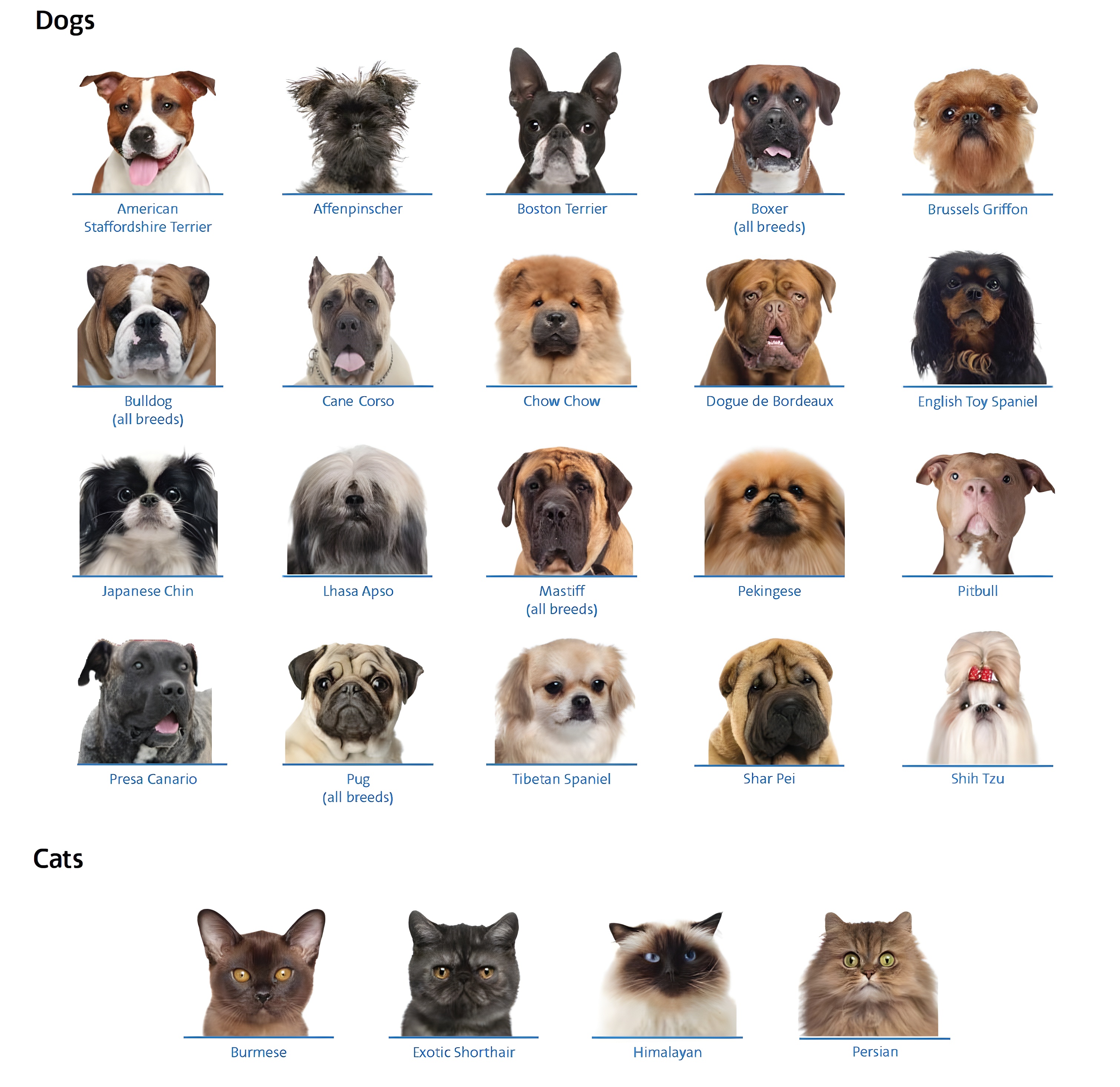 Chart identifying common snub nosed dog cats